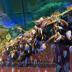Dike tank - Pelagic gooseneck barnacle