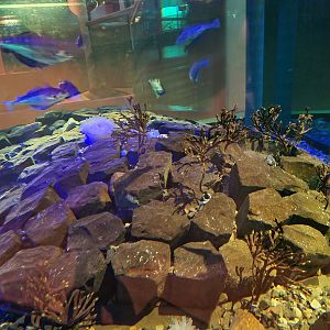 Dike tank - Interior