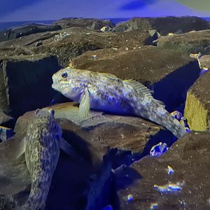 Dike tank - Round goby
