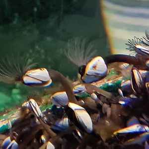 Dike tank - Pelagic gooseneck barnacle