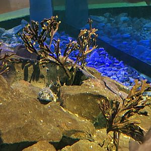 Dike tank - Shorthorn sculpin