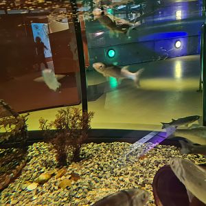 Harbour tank - Thicklip grey mullet