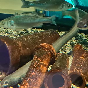 Harbour tank - European eel