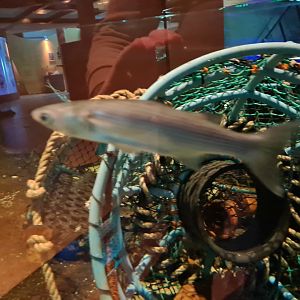 Harbour tank - Thicklip grey mullet