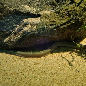 Pipefish tank - Greater pipefish