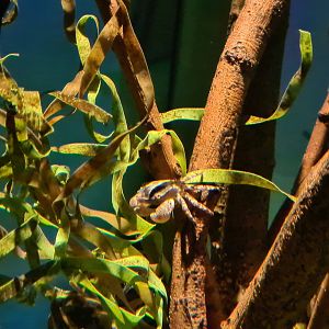 Pipefish tank - Asian shore crab