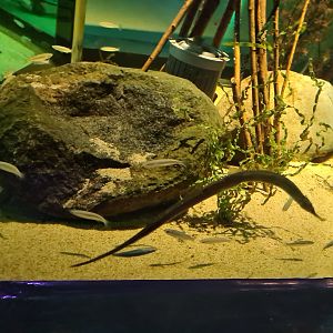 Pipefish tank - Interior