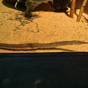 Pipefish tank - Greater pipefish
