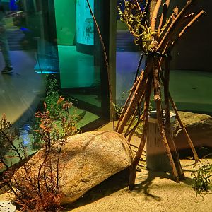 Pipefish tank - Interior