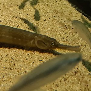 Pipefish tank - Greater pipefish, juvinile Thicklip grey mullet