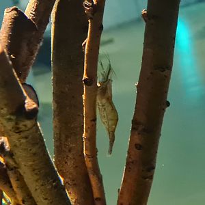 Pipefish tank - Common prawn