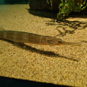 Pipefish tank - Greater pipefish