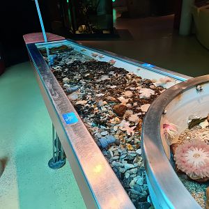 Rock pool - Left pool