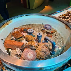 Rock pool - Middle pool