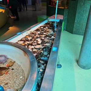 Rock pool - Right pool