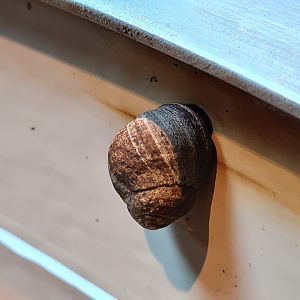 Rock pool - Common periwinkle