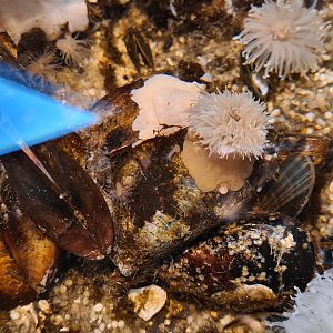 Rock pool - Plumose anemone