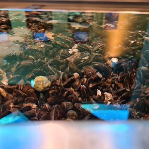 Rock pool - Blue mussels