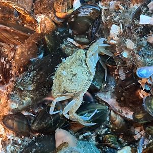 Rock pool - European shore crab