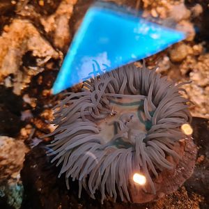 Rock pool - Beadlet anemone