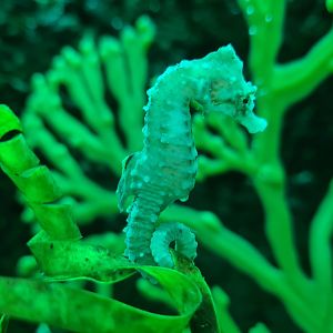 Nursery - Short-snouted seahorse
