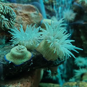 Nursery tanks - Beadlet anemone