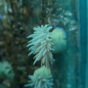 Nursery tanks - Beadlet anemone