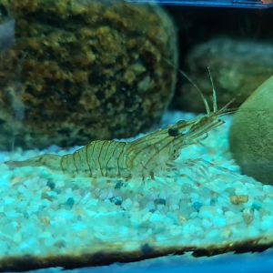 Nursery tanks - Common prawn