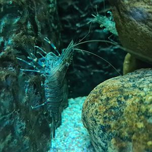 Nursery tanks - Common prawn