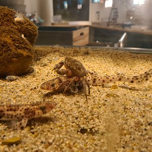 Ocean lab tank - Crab riding a Shark
