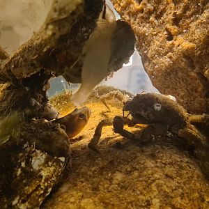 Ocean lab tank - Spiny spider crab, Rock gunnel, Vase tunicate