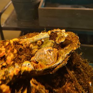 Ocean lab tank - European shore crab