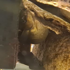 Ocean lab tank - VERY pregnant Five-bearded rockling