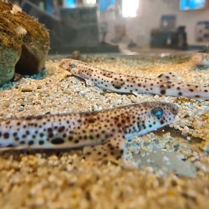 Ocean lab tank - Baby catsharks
