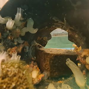 Ocean lab tank - Tube with Vase tunicates and Plumose anemone