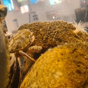Ocean lab tank - European shore crab, Plumose anemone