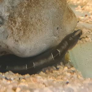 Ocean lab separation - Rock gunnel