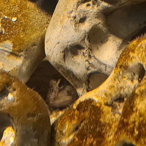 Ocean lab separation - Shanny