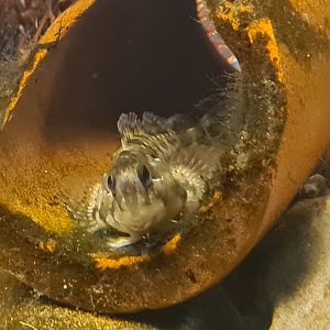 Ocean lab separation - Shanny