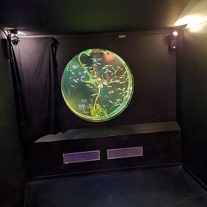 Former jellyfish tank, now used for Juvenile Grey mullets