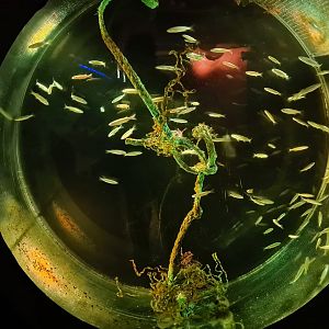 Juvinile Grey mullet and Stickleback tank