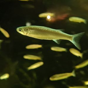 Juvinile Thicklip grey mullet