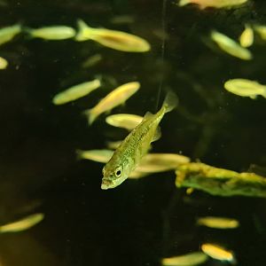 Three-spined stickleback
