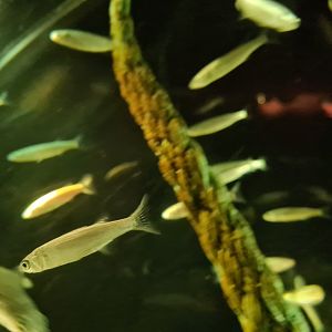 Juvinile Thicklip grey mullets