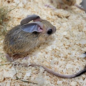 Four-toed jerboa