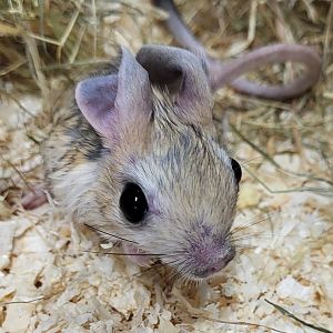 Four-toed jerboa