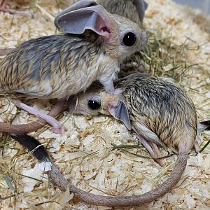 Four-toed jerboas