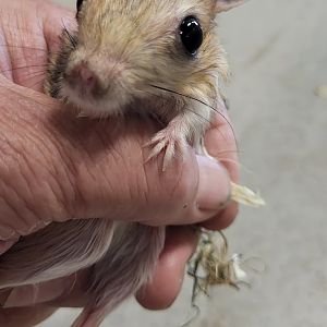 Four-toed jerboa