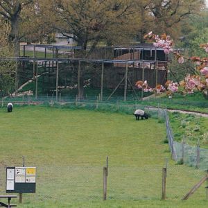 Malayan Tapir & Jaguar Enclosures