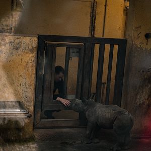 Newborn Rhino with keeper